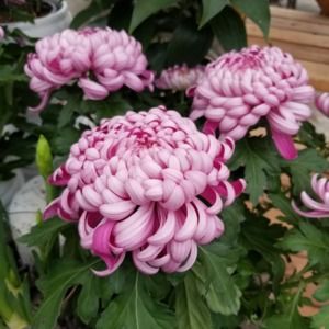 Meet your Posher, Larry